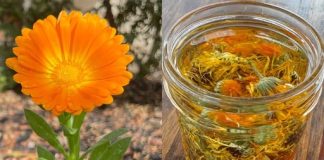 12 glavnih zdravstvenih prednosti nevena 12 glavnih zdravstvenih prednosti nevena - featured image