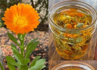 12 glavnih zdravstvenih prednosti nevena 12 glavnih zdravstvenih prednosti nevena - featured image