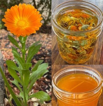 12 glavnih zdravstvenih prednosti nevena 12 glavnih zdravstvenih prednosti nevena - featured image