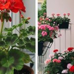 Evo kako da muškatle budu prepune cvetova: Zalivajte ih ovako da bi uvek cvetale bujno Evo kako da muškatle budu prepune cvetova: Zalivajte ih ovako da bi uvek cvetale bujno - featured image