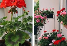 Evo kako da muškatle budu prepune cvetova: Zalivajte ih ovako da bi uvek cvetale bujno Evo kako da muškatle budu prepune cvetova: Zalivajte ih ovako da bi uvek cvetale bujno - featured image