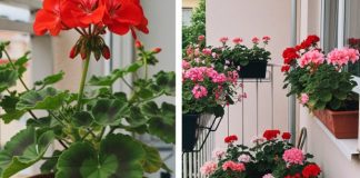 Evo kako da muškatle budu prepune cvetova: Zalivajte ih ovako da bi uvek cvetale bujno Evo kako da muškatle budu prepune cvetova: Zalivajte ih ovako da bi uvek cvetale bujno - featured image