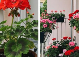 Evo kako da muškatle budu prepune cvetova: Zalivajte ih ovako da bi uvek cvetale bujno Evo kako da muškatle budu prepune cvetova: Zalivajte ih ovako da bi uvek cvetale bujno - featured image