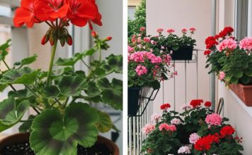 Evo kako da muškatle budu prepune cvetova: Zalivajte ih ovako da bi uvek cvetale bujno Evo kako da muškatle budu prepune cvetova: Zalivajte ih ovako da bi uvek cvetale bujno - featured image