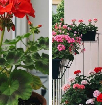 Evo kako da muškatle budu prepune cvetova: Zalivajte ih ovako da bi uvek cvetale bujno Evo kako da muškatle budu prepune cvetova: Zalivajte ih ovako da bi uvek cvetale bujno - featured image