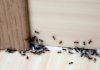 Hvala komšiji na ovom GENIJALNOM triku! Mravi nestaju iz kuće za tren – evo kako 🐜🚫 Hvala komšiji na ovom GENIJALNOM triku! Mravi nestaju iz kuće za tren – evo kako 🐜🚫 - featured image