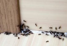 Hvala komšiji na ovom GENIJALNOM triku! Mravi nestaju iz kuće za tren – evo kako 🐜🚫 Hvala komšiji na ovom GENIJALNOM triku! Mravi nestaju iz kuće za tren – evo kako 🐜🚫 - featured image