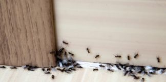 Hvala komšiji na ovom GENIJALNOM triku! Mravi nestaju iz kuće za tren – evo kako 🐜🚫 Hvala komšiji na ovom GENIJALNOM triku! Mravi nestaju iz kuće za tren – evo kako 🐜🚫 - featured image