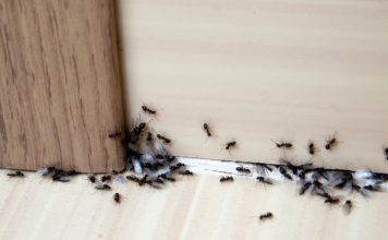 Hvala komšiji na ovom GENIJALNOM triku! Mravi nestaju iz kuće za tren – evo kako 🐜🚫 Hvala komšiji na ovom GENIJALNOM triku! Mravi nestaju iz kuće za tren – evo kako 🐜🚫 - featured image