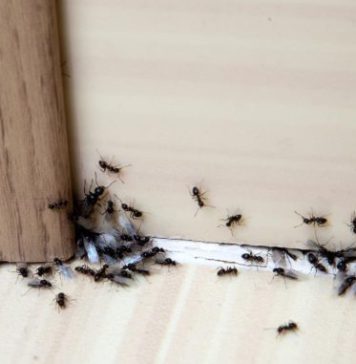 Hvala komšiji na ovom GENIJALNOM triku! Mravi nestaju iz kuće za tren – evo kako 🐜🚫 Hvala komšiji na ovom GENIJALNOM triku! Mravi nestaju iz kuće za tren – evo kako 🐜🚫 - featured image