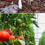 Soda bikarbona u vrtlarstvu: 10 briljantnih primjena koje će transformirati vaš vrt…detalji Prvi komentar Soda bikarbona u vrtlarstvu: 10 briljantnih primjena koje će transformirati vaš vrt…detalji Prvi komentar - featured image