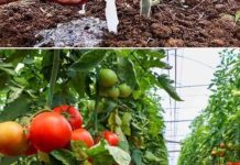 Soda bikarbona u vrtlarstvu: 10 briljantnih primjena koje će transformirati vaš vrt…detalji Prvi komentar Soda bikarbona u vrtlarstvu: 10 briljantnih primjena koje će transformirati vaš vrt…detalji Prvi komentar - featured image