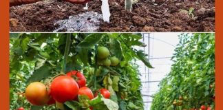 Soda bikarbona u vrtlarstvu: 10 briljantnih primjena koje će transformirati vaš vrt…detalji Prvi komentar Soda bikarbona u vrtlarstvu: 10 briljantnih primjena koje će transformirati vaš vrt…detalji Prvi komentar - featured image
