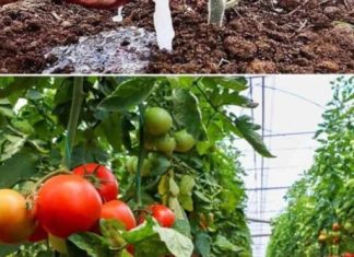 Soda bikarbona u vrtlarstvu: 10 briljantnih primjena koje će transformirati vaš vrt…detalji Prvi komentar Soda bikarbona u vrtlarstvu: 10 briljantnih primjena koje će transformirati vaš vrt…detalji Prvi komentar - featured image