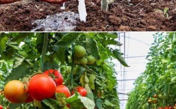 Soda bikarbona u vrtlarstvu: 10 briljantnih primjena koje će transformirati vaš vrt…detalji Prvi komentar Soda bikarbona u vrtlarstvu: 10 briljantnih primjena koje će transformirati vaš vrt…detalji Prvi komentar - featured image