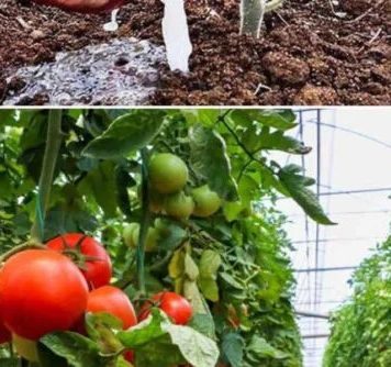 Soda bikarbona u vrtlarstvu: 10 briljantnih primjena koje će transformirati vaš vrt…detalji Prvi komentar Soda bikarbona u vrtlarstvu: 10 briljantnih primjena koje će transformirati vaš vrt…detalji Prvi komentar - featured image