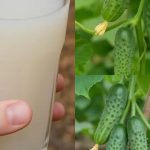 Komšije će vam zavidjeti – Evo kako da oživite svoje krastavce i paradajz Komšije će vam zavidjeti – Evo kako da oživite svoje krastavce i paradajz - featured image