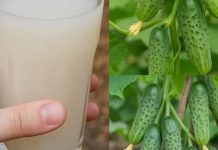 Komšije će vam zavidjeti – Evo kako da oživite svoje krastavce i paradajz Komšije će vam zavidjeti – Evo kako da oživite svoje krastavce i paradajz - featured image