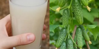 Komšije će vam zavidjeti – Evo kako da oživite svoje krastavce i paradajz Komšije će vam zavidjeti – Evo kako da oživite svoje krastavce i paradajz - featured image
