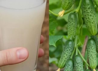 Komšije će vam zavidjeti – Evo kako da oživite svoje krastavce i paradajz Komšije će vam zavidjeti – Evo kako da oživite svoje krastavce i paradajz - featured image