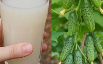 Komšije će vam zavidjeti – Evo kako da oživite svoje krastavce i paradajz Komšije će vam zavidjeti – Evo kako da oživite svoje krastavce i paradajz - featured image