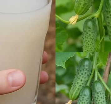 Komšije će vam zavidjeti – Evo kako da oživite svoje krastavce i paradajz Komšije će vam zavidjeti – Evo kako da oživite svoje krastavce i paradajz - featured image