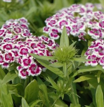 SVAKA KUĆA U JUGOSLAVIJI IMALA JE OVAJ CVET U BAŠTI: A Onda Smo Svi Zaboravili Na Njega – Nema Otpornije Biljke Od OVE SVAKA KUĆA U JUGOSLAVIJI IMALA JE OVAJ CVET U BAŠTI: A Onda Smo Svi Zaboravili Na Njega – Nema Otpornije Biljke Od OVE - featured image