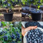 Evo kako da uzgajate domaće i zdrave borovnice u saksiji – Bez obzira gdje živite u svijetu Evo kako da uzgajate domaće i zdrave borovnice u saksiji – Bez obzira gdje živite u svijetu - featured image