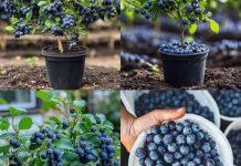 Evo kako da uzgajate domaće i zdrave borovnice u saksiji – Bez obzira gdje živite u svijetu Evo kako da uzgajate domaće i zdrave borovnice u saksiji – Bez obzira gdje živite u svijetu - featured image