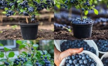 Evo kako da uzgajate domaće i zdrave borovnice u saksiji – Bez obzira gdje živite u svijetu Evo kako da uzgajate domaće i zdrave borovnice u saksiji – Bez obzira gdje živite u svijetu - featured image