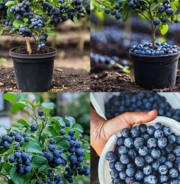 Evo kako da uzgajate domaće i zdrave borovnice u saksiji – Bez obzira gdje živite u svijetu Evo kako da uzgajate domaće i zdrave borovnice u saksiji – Bez obzira gdje živite u svijetu - featured image