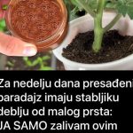 Za nedelju dana paradajz ima stabljiku deblju od malog prsta! Zalijevam ga OVOM smjesom.. Za nedelju dana paradajz ima stabljiku deblju od malog prsta! Zalijevam ga OVOM smjesom.. - featured image
