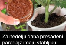 Za nedelju dana paradajz ima stabljiku deblju od malog prsta! Zalijevam ga OVOM smjesom.. Za nedelju dana paradajz ima stabljiku deblju od malog prsta! Zalijevam ga OVOM smjesom.. - featured image