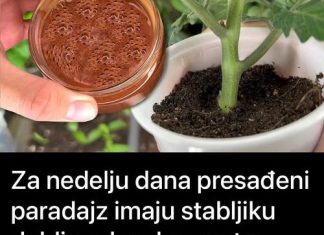 Za nedelju dana paradajz ima stabljiku deblju od malog prsta! Zalijevam ga OVOM smjesom.. Za nedelju dana paradajz ima stabljiku deblju od malog prsta! Zalijevam ga OVOM smjesom.. - featured image