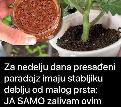 Za nedelju dana paradajz ima stabljiku deblju od malog prsta! Zalijevam ga OVOM smjesom.. - featured image Za nedelju dana paradajz ima stabljiku deblju od malog prsta! Zalijevam ga OVOM smjesom.. - featured image
