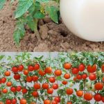 DVOSTRUKO VEĆI PRINOS PARADAJZA. KRASTAVACA I OSTALOG POVRĆA UZ OVAJ PRIRODNI NAPITAK… DVOSTRUKO VEĆI PRINOS PARADAJZA. KRASTAVACA I OSTALOG POVRĆA UZ OVAJ PRIRODNI NAPITAK… - featured image