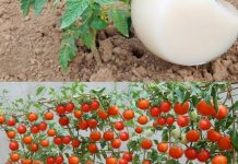 DVOSTRUKO VEĆI PRINOS PARADAJZA. KRASTAVACA I OSTALOG POVRĆA UZ OVAJ PRIRODNI NAPITAK… DVOSTRUKO VEĆI PRINOS PARADAJZA. KRASTAVACA I OSTALOG POVRĆA UZ OVAJ PRIRODNI NAPITAK… - featured image