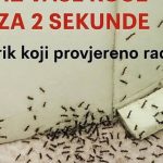 Samo 1 kap i mravi će odmah nestati: Najefikasniji kućni TRIK! Samo 1 kap i mravi će odmah nestati: Najefikasniji kućni TRIK! - featured image