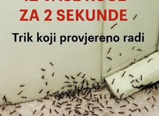 Samo 1 kap i mravi će odmah nestati: Najefikasniji kućni TRIK! Samo 1 kap i mravi će odmah nestati: Najefikasniji kućni TRIK! - featured image
