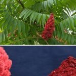 Ako vidite ovo drvo, sjedite na zlatu, a da toga niste ni svjesni! Većina ljudi ne…! Ako vidite ovo drvo, sjedite na zlatu, a da toga niste ni svjesni! Većina ljudi ne…! - featured image