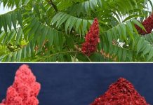 Ako vidite ovo drvo, sjedite na zlatu, a da toga niste ni svjesni! Većina ljudi ne…! Ako vidite ovo drvo, sjedite na zlatu, a da toga niste ni svjesni! Većina ljudi ne…! - featured image