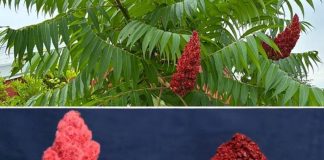 Ako vidite ovo drvo, sjedite na zlatu, a da toga niste ni svjesni! Većina ljudi ne…! Ako vidite ovo drvo, sjedite na zlatu, a da toga niste ni svjesni! Većina ljudi ne…! - featured image