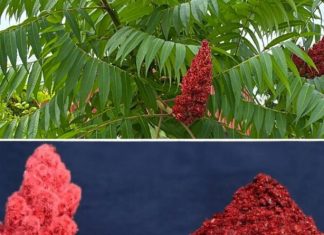 Ako vidite ovo drvo, sjedite na zlatu, a da toga niste ni svjesni! Većina ljudi ne…! Ako vidite ovo drvo, sjedite na zlatu, a da toga niste ni svjesni! Većina ljudi ne…! - featured image