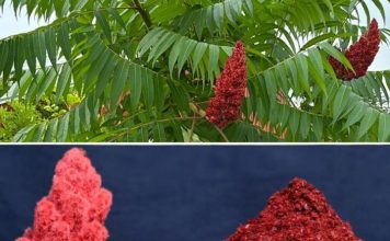 Ako vidite ovo drvo, sjedite na zlatu, a da toga niste ni svjesni! Većina ljudi ne…! Ako vidite ovo drvo, sjedite na zlatu, a da toga niste ni svjesni! Većina ljudi ne…! - featured image