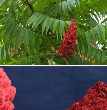 Ako vidite ovo drvo, sjedite na zlatu, a da toga niste ni svjesni! Većina ljudi ne…! Ako vidite ovo drvo, sjedite na zlatu, a da toga niste ni svjesni! Većina ljudi ne…! - featured image