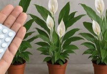 JEDNA TABLETA ZA MILION CVJETOVA – 3 TAJNE ZA BUJNO CVJETANJE JEDNA TABLETA ZA MILION CVJETOVA – 3 TAJNE ZA BUJNO CVJETANJE - featured image