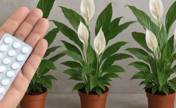 JEDNA TABLETA ZA MILION CVJETOVA – 3 TAJNE ZA BUJNO CVJETANJE JEDNA TABLETA ZA MILION CVJETOVA – 3 TAJNE ZA BUJNO CVJETANJE - featured image