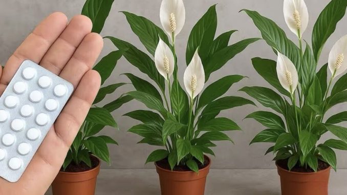 JEDNA TABLETA ZA MILION CVJETOVA – 3 TAJNE ZA BUJNO CVJETANJE - featured image JEDNA TABLETA ZA MILION CVJETOVA – 3 TAJNE ZA BUJNO CVJETANJE - featured image