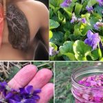 Ako vidite 0vu biljku, sjedite na pravom B0GATSTVU, a da toga ni ne znate! 25 K0RISTI slatke ljubičice i kako je PRAVILN0 K0RISTITI. Ako vidite 0vu biljku, sjedite na pravom B0GATSTVU, a da toga ni ne znate! 25 K0RISTI slatke ljubičice i kako je PRAVILN0 K0RISTITI. - featured image