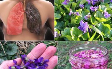 Ako vidite 0vu biljku, sjedite na pravom B0GATSTVU, a da toga ni ne znate! 25 K0RISTI slatke ljubičice i kako je PRAVILN0 K0RISTITI. Ako vidite 0vu biljku, sjedite na pravom B0GATSTVU, a da toga ni ne znate! 25 K0RISTI slatke ljubičice i kako je PRAVILN0 K0RISTITI. - featured image